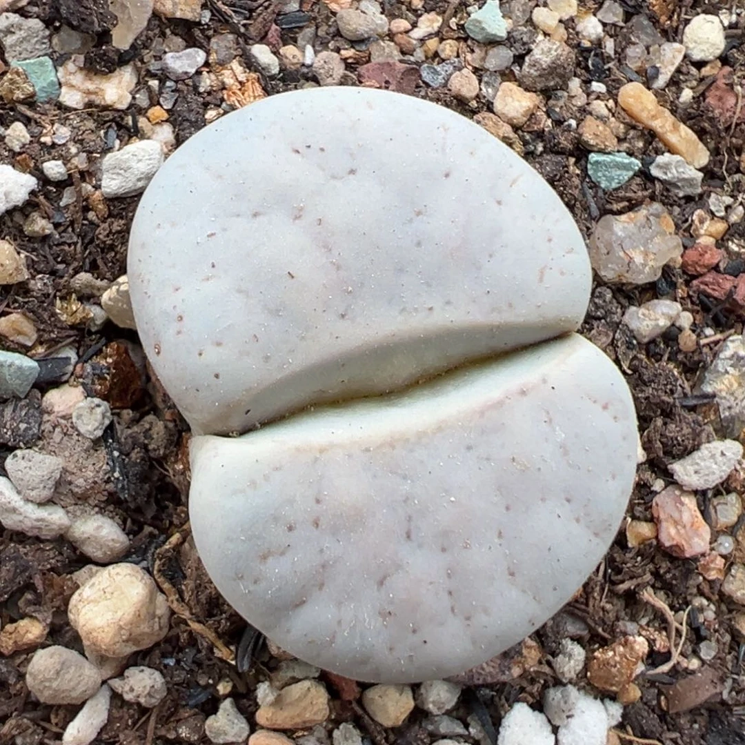 7.28好看的多肉脱土发货250