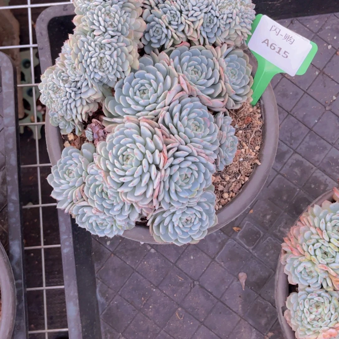 迷***者白胖子Ａ６１５一颗一物一拍