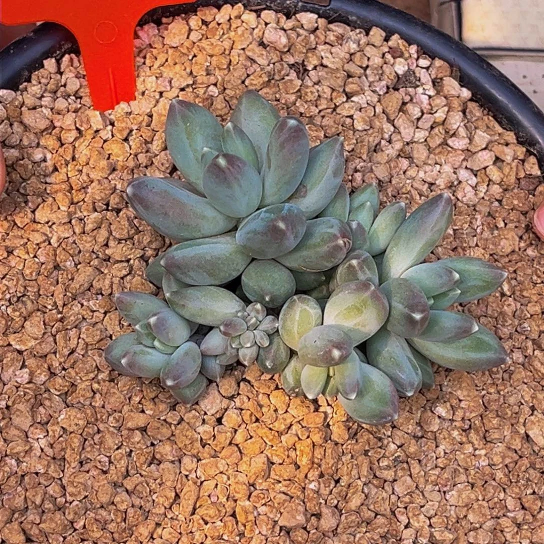 2501号上午多肉植物群生多肉植物