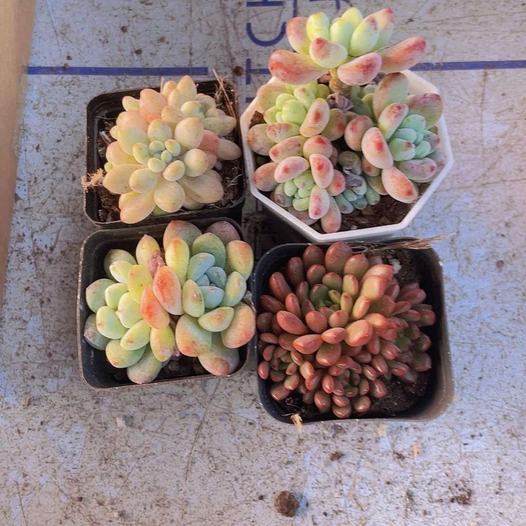 劳尔+红宝石+洛可可+冰玉
