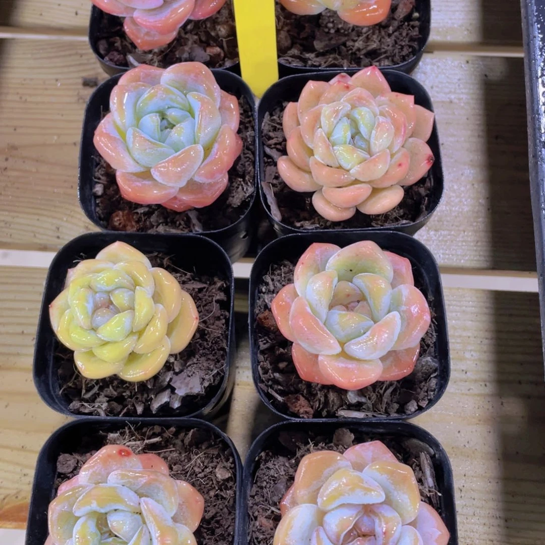 1469号 全状态大白兔糖心两个