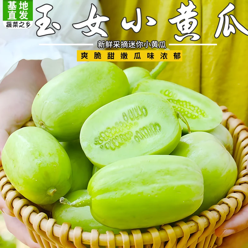 【二莹子专属】玉女小黄瓜新鲜水果拇指小黄瓜清脆鲜嫩多汁沙拉食材