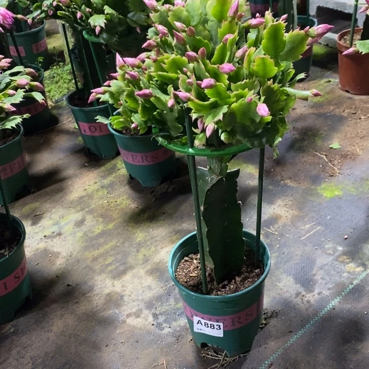 当前无花栽培后可以开花883嫁接073