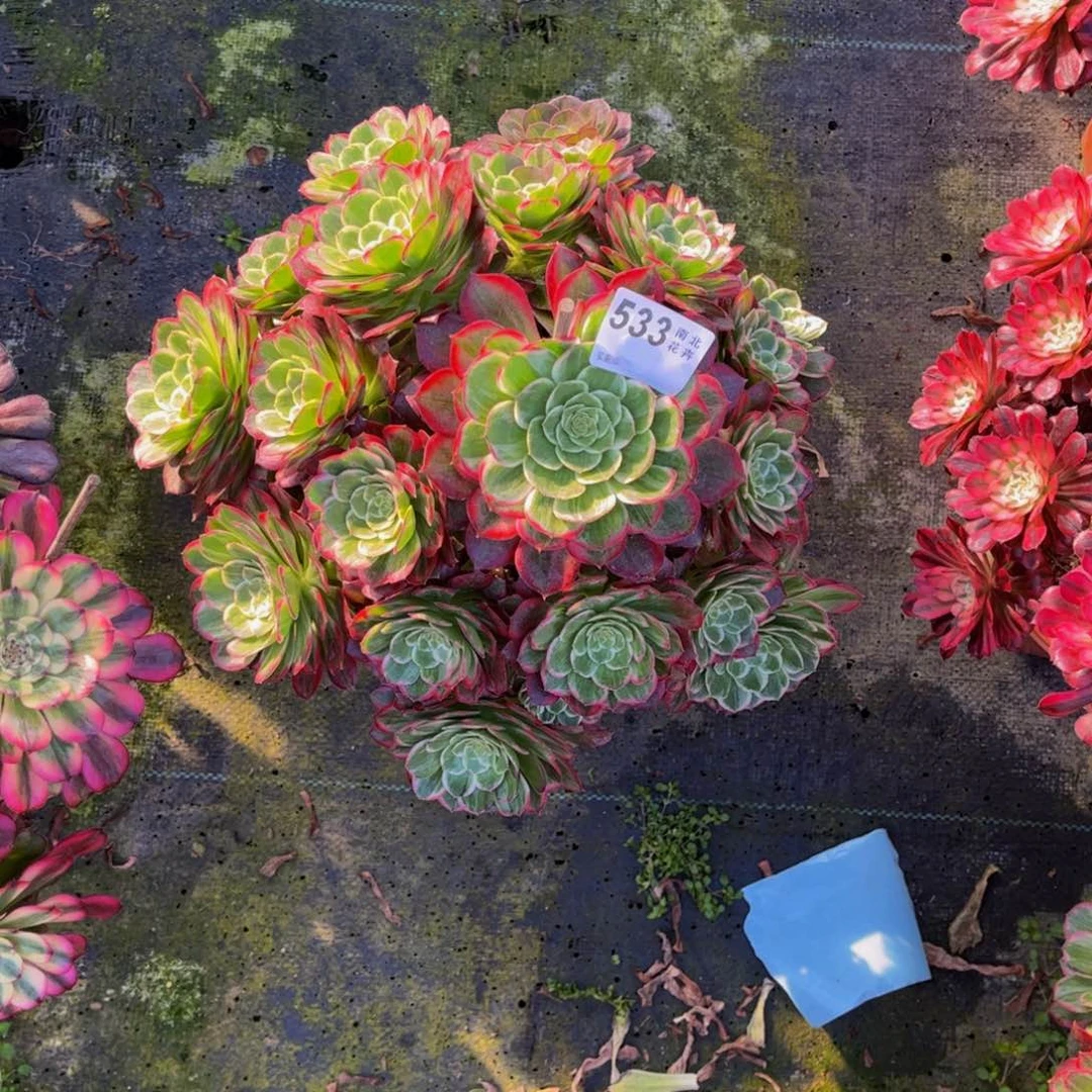 多肉万花筒000000533