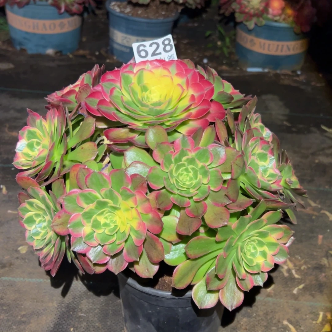 多肉植物628海仙的