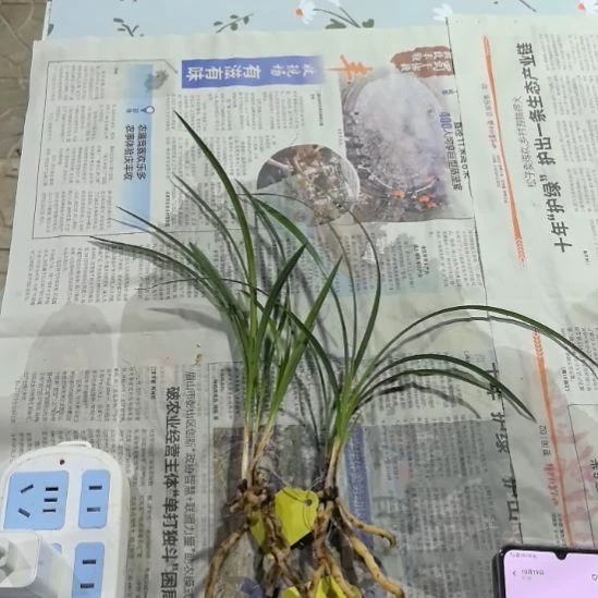 完全开放老种宋梅两组