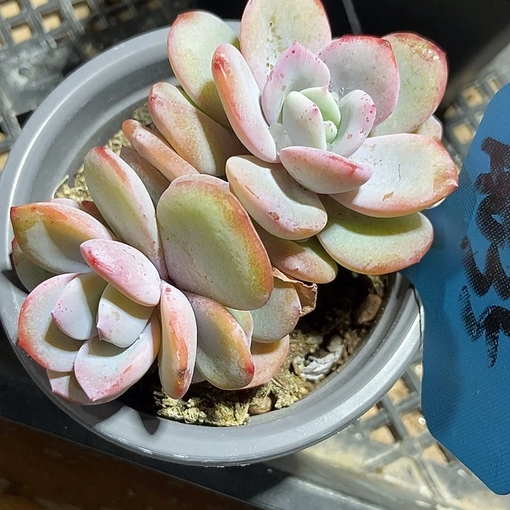 多肉植物韩版奶茶a035