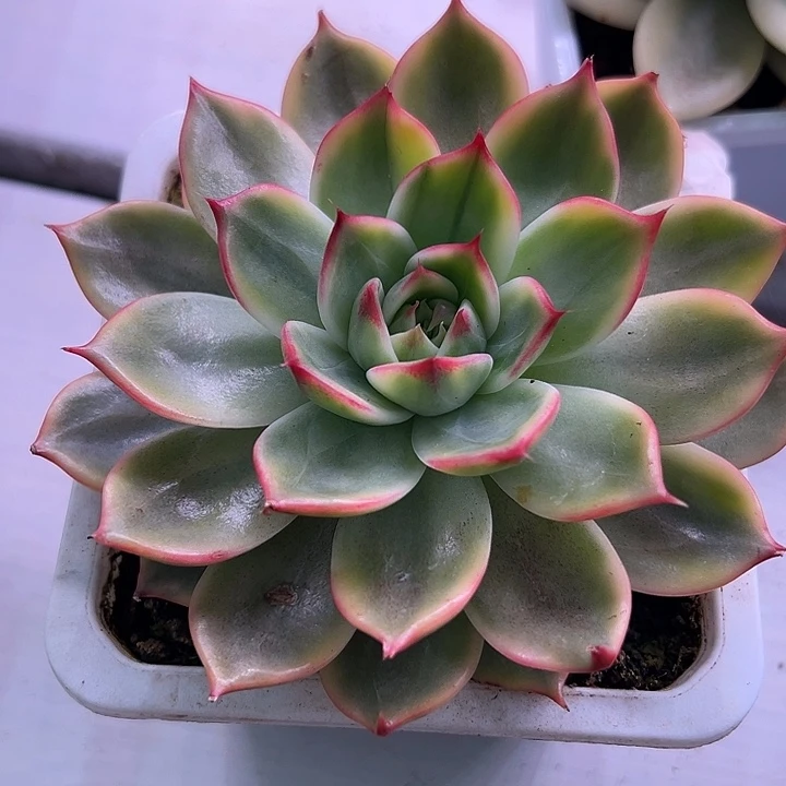 11桃花锦多肉植物