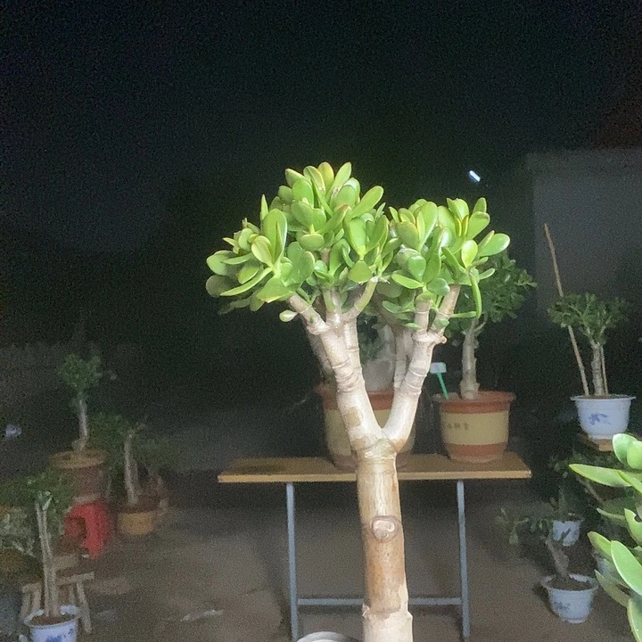 黄金花月一物一拍