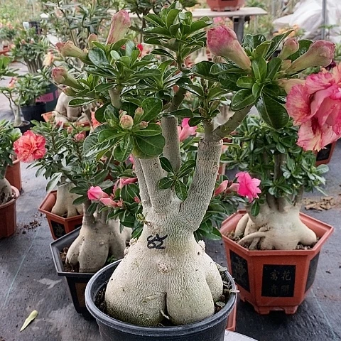 【闪购商品】无花朵家**娃绿植