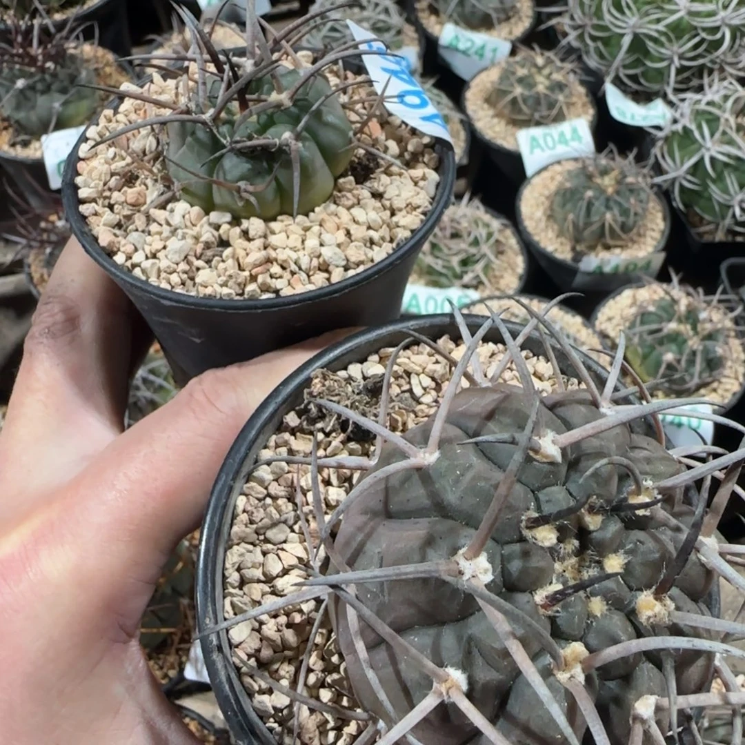 双***材摩天龙 实生仙人球946 772