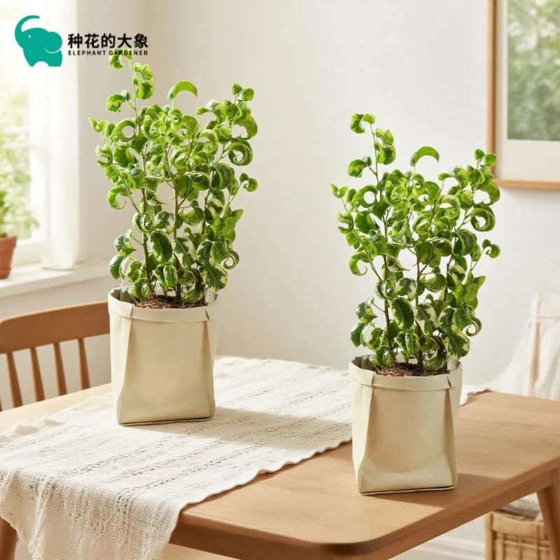 鸳鸯卷福卷叶榕北欧网红趣味盆栽绿植室内办公室桌面好养观叶植物