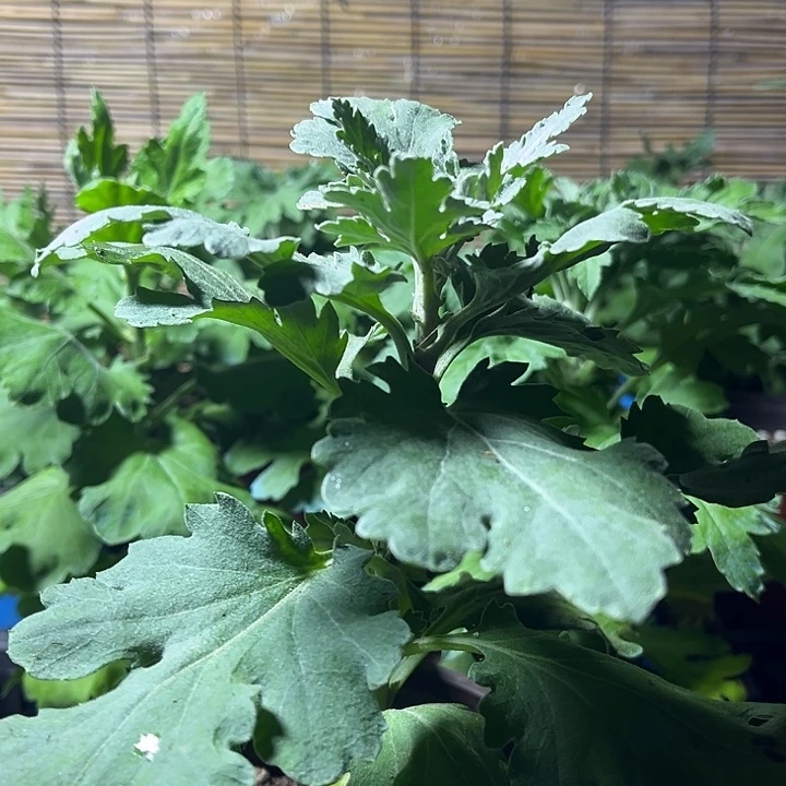 当前无花栽培后可以开花俊才