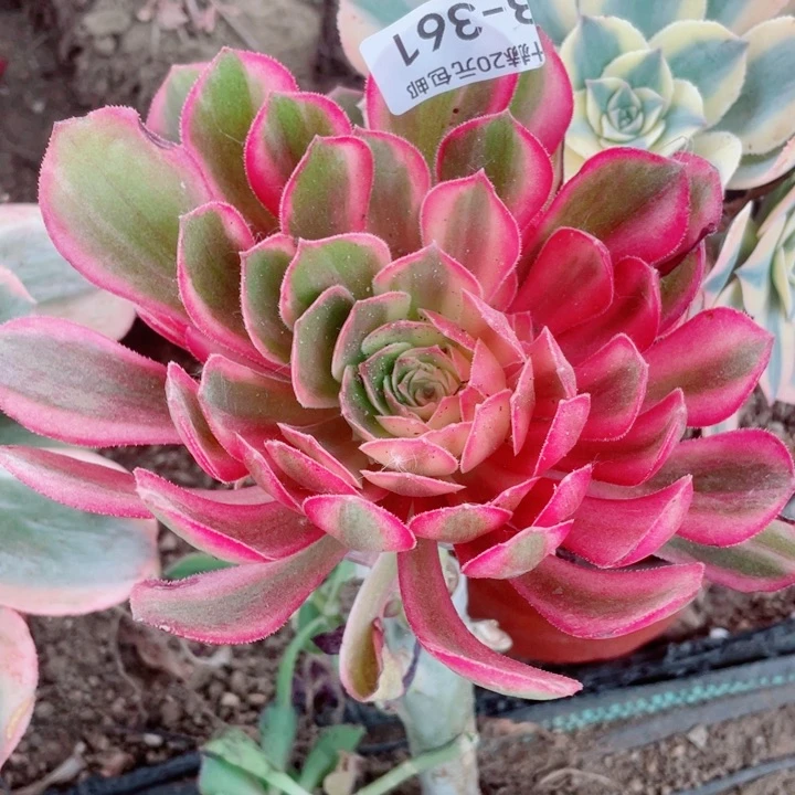 361黑膜嫁接多肉11345578