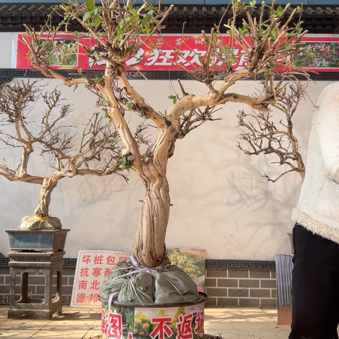 无花朵金银花8888