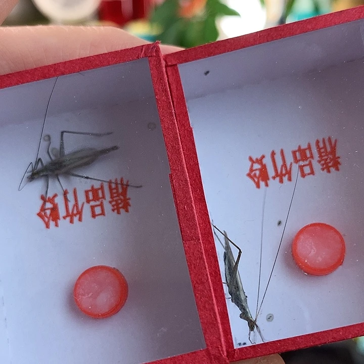 两只紫竹啊啊啊啊啊啊