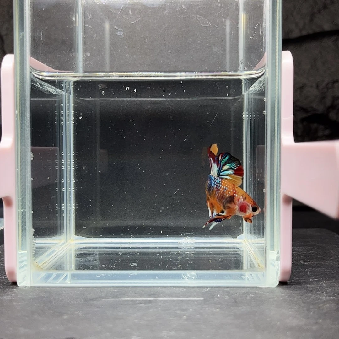 海水鱼宙斯斗鱼竞拍12-02