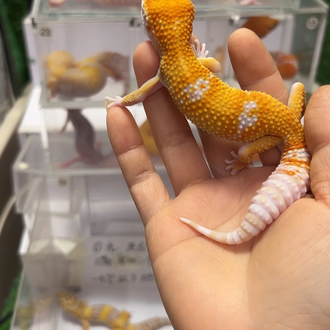 豹纹守宫豹纹守宫