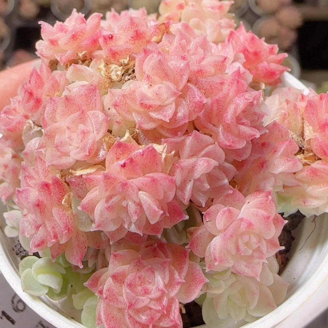 花语多肉1216-219散