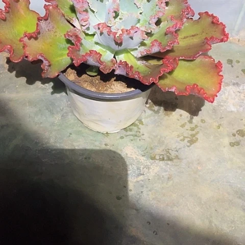 大***吖2 1号包菜系列多肉1棵