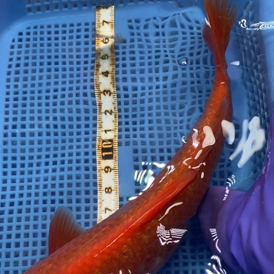 锦鲤冷水锦鲤包邮