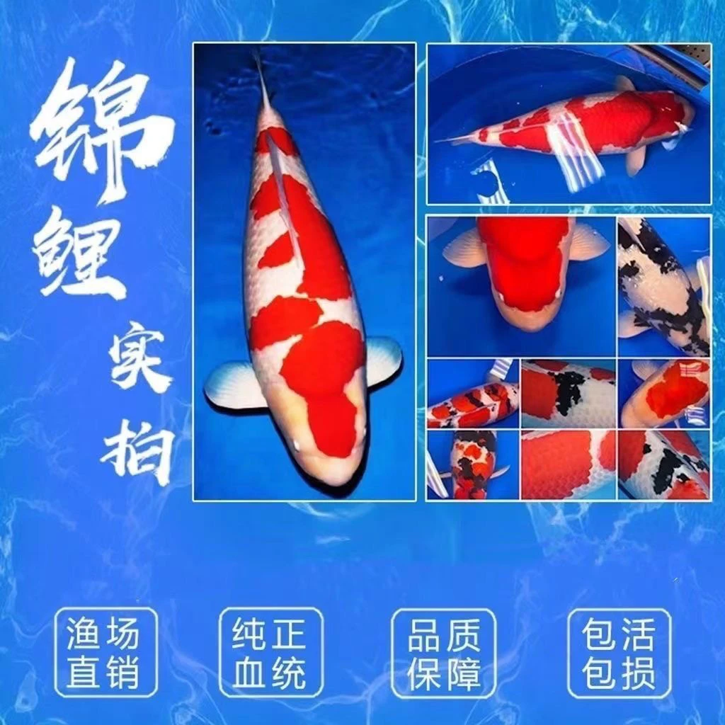 锦鲤观赏鱼精品锦鲤红白大正三色孔雀介子茶鲤随机发