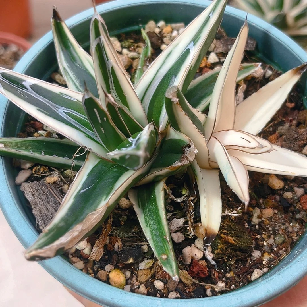 潮流植物双头冰山，