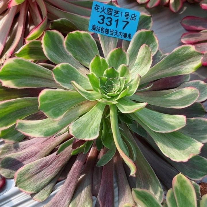 毒药3317多肉植物