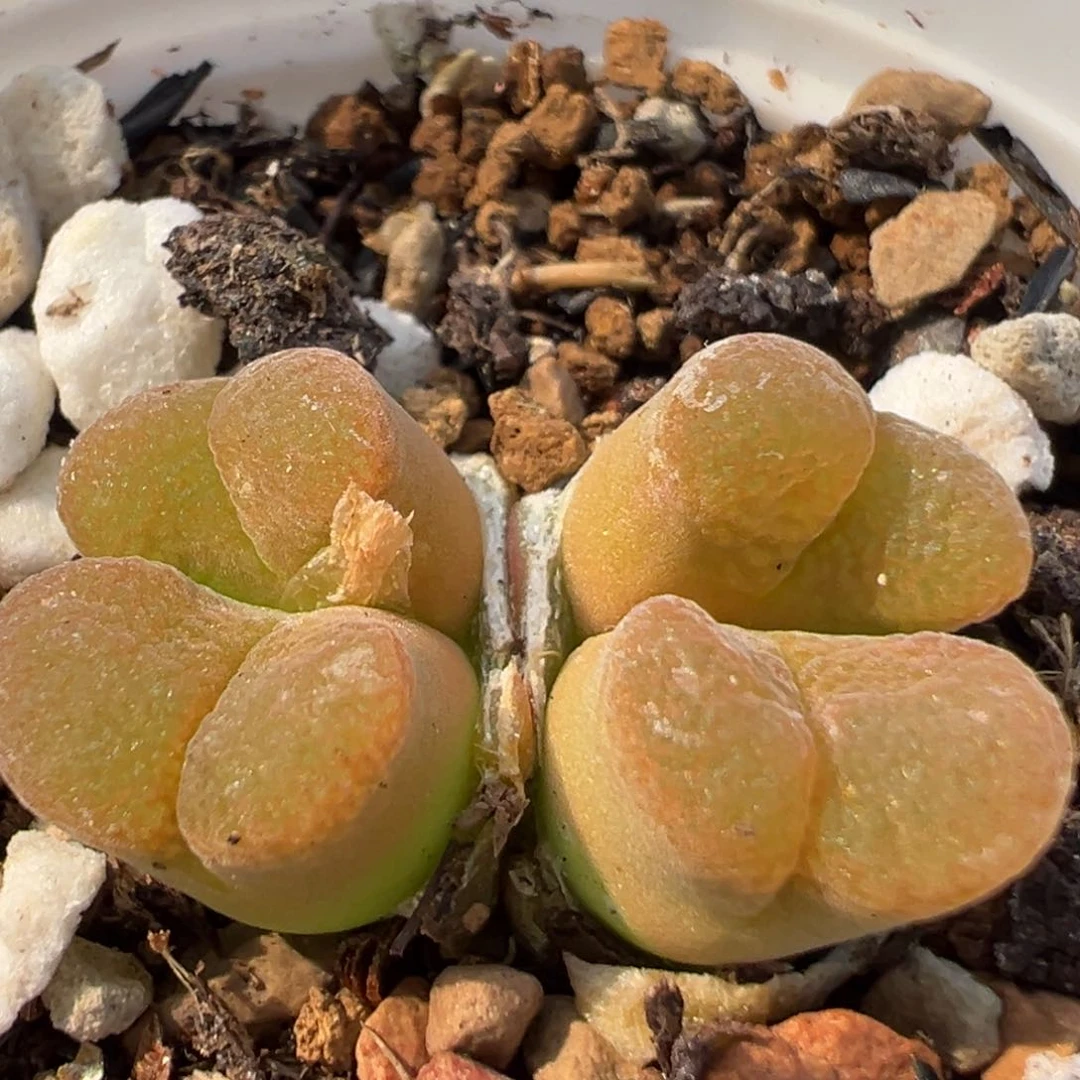 108多肉植物百科知识