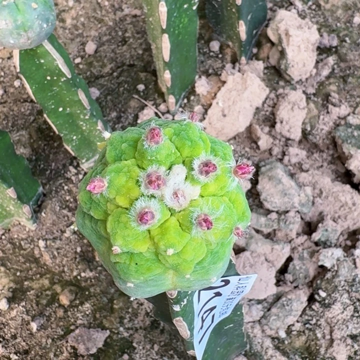 2147黑肌大皱尤鱼仙人球