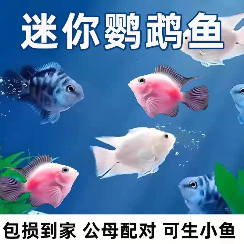 迷你鹦鹉鱼活体短鲷科鱼淡水观赏鱼宝蓝鹦鹉白化鹦鹉金波子蓝波子