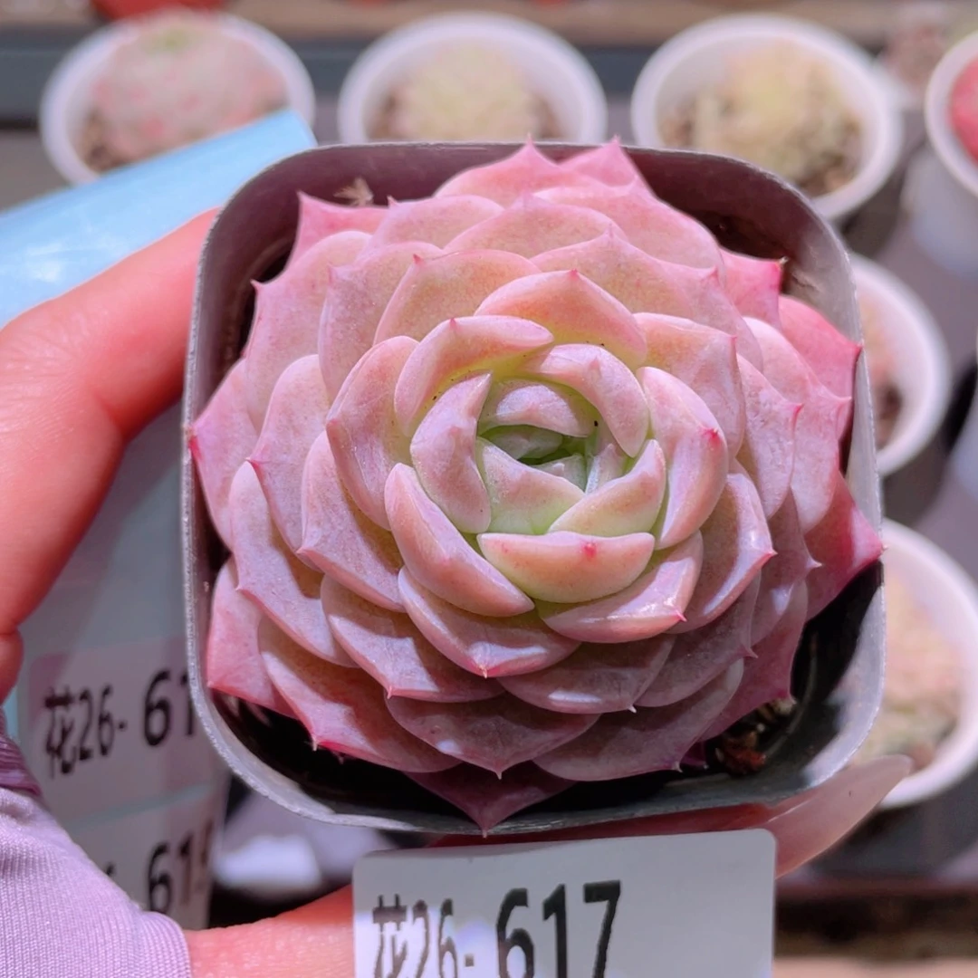 花利美26-617纯爱