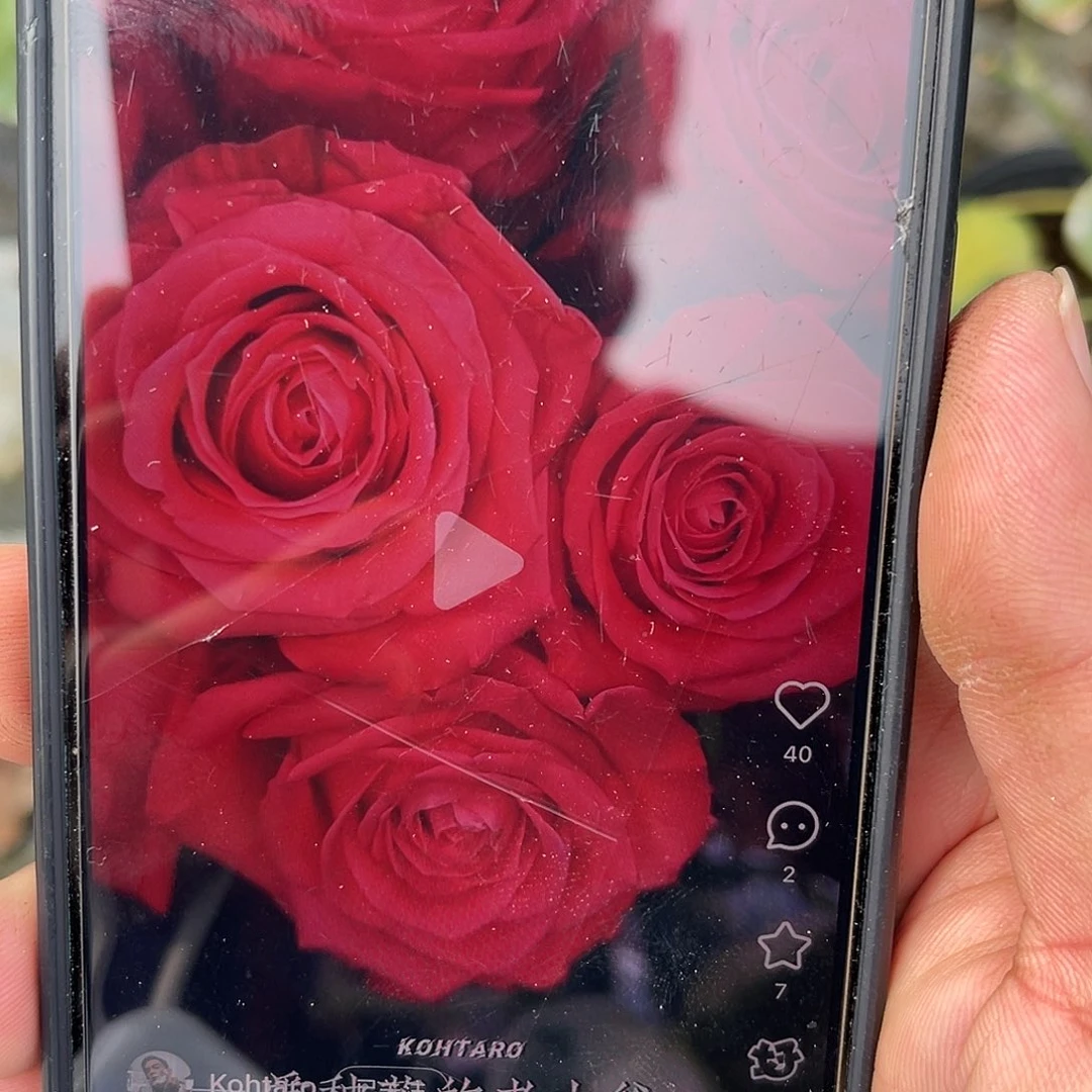 无花朵——-知画 福利款