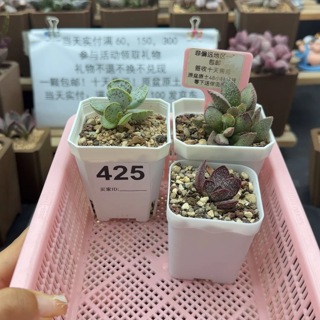 *‍****425库博爱丽丝赤兔多肉植物