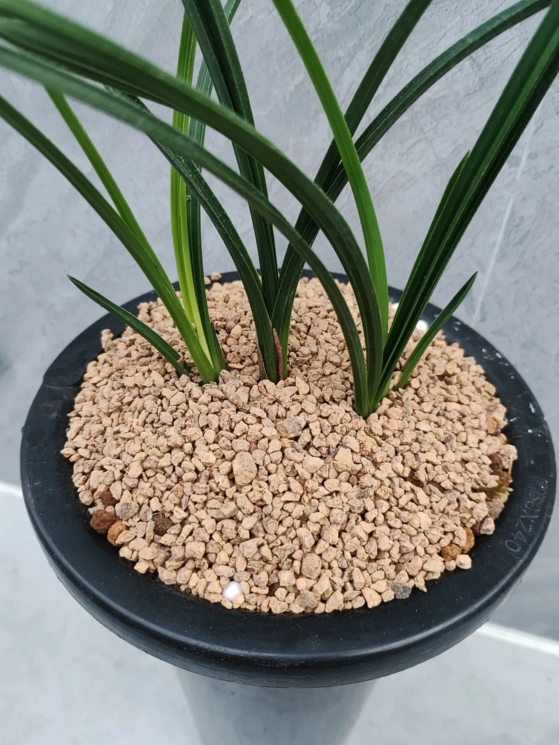 天然风化土颗粒1 - 4㎜可用于兰花生桩等各类植物