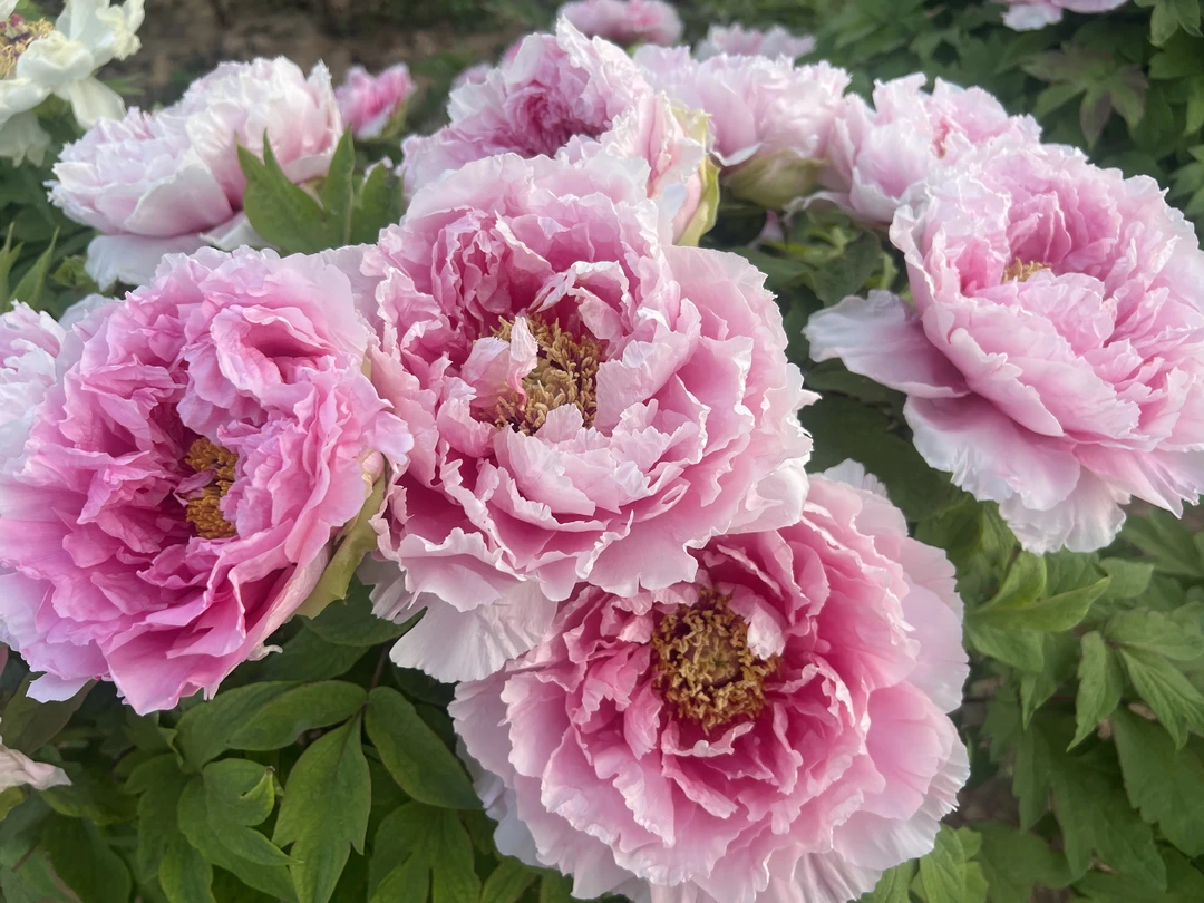 【花兢】 菏泽精品牡丹十年独杆 秋季发苗 粉色系