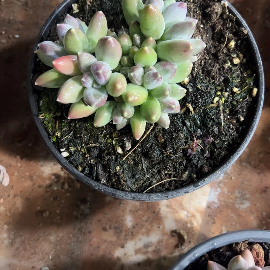 星空美人多肉植物