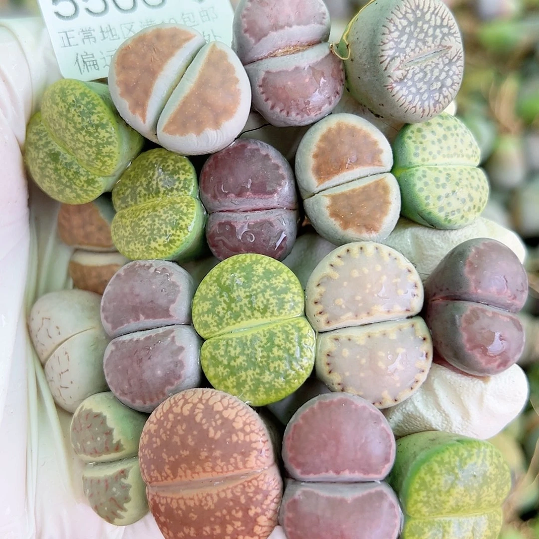 5506 好养易活生石花大母本18个