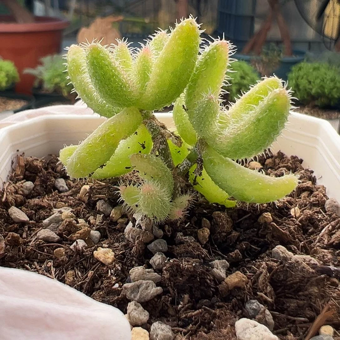 217号雷同锦10.28多肉