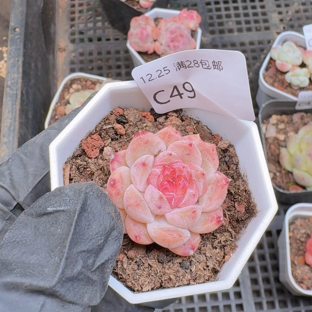 糖心珍妮一颗带盆带土