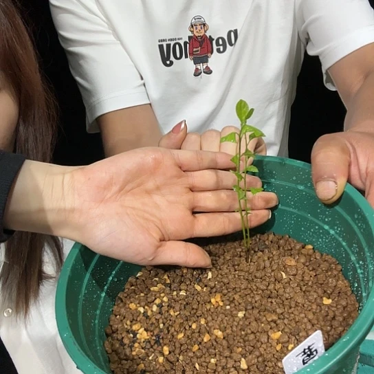 芽**业哈哈哈哈哈哈茜鹤