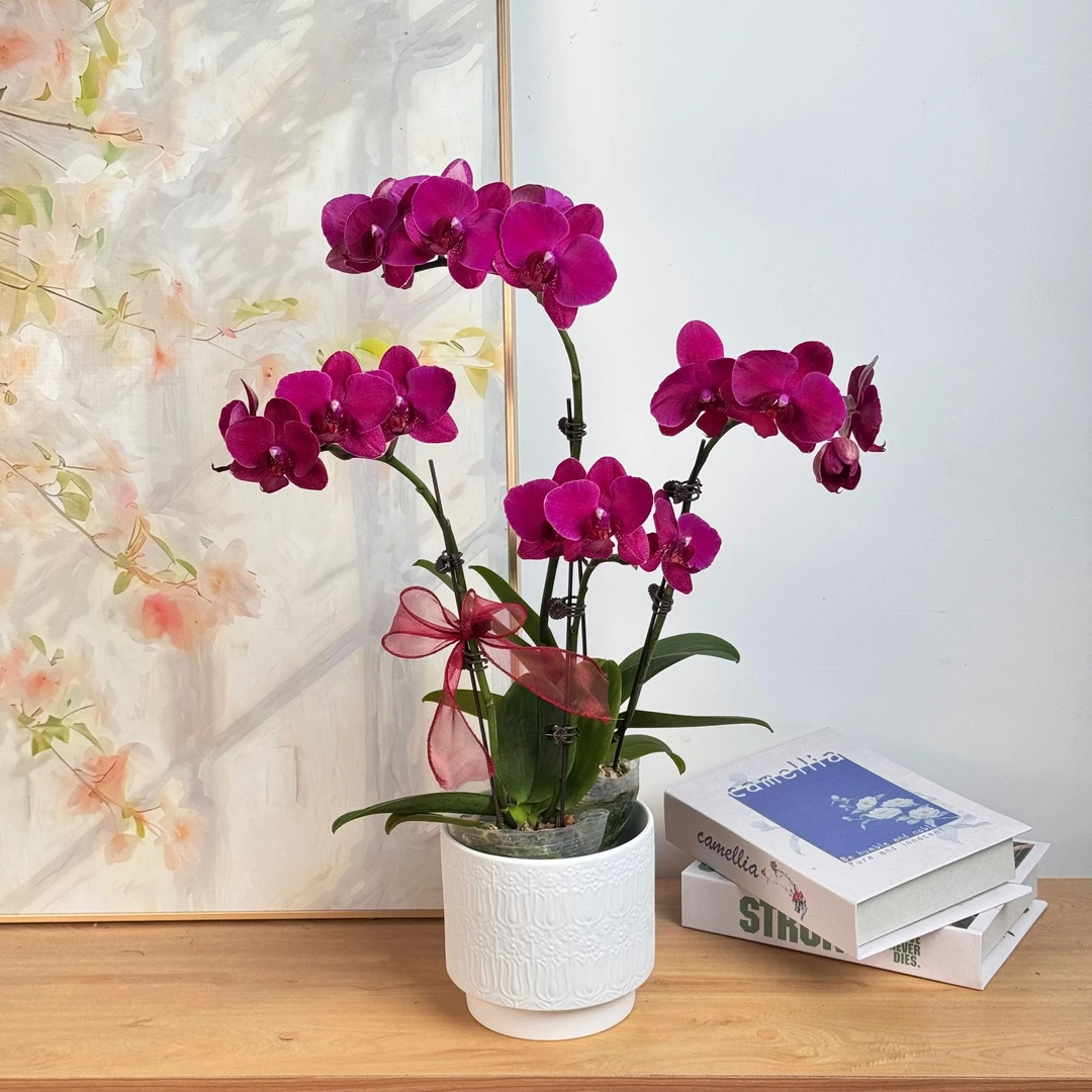 妗画【蒙特勒】蝴蝶兰鲜花精致组盆 开花株 室内绿植基地直发