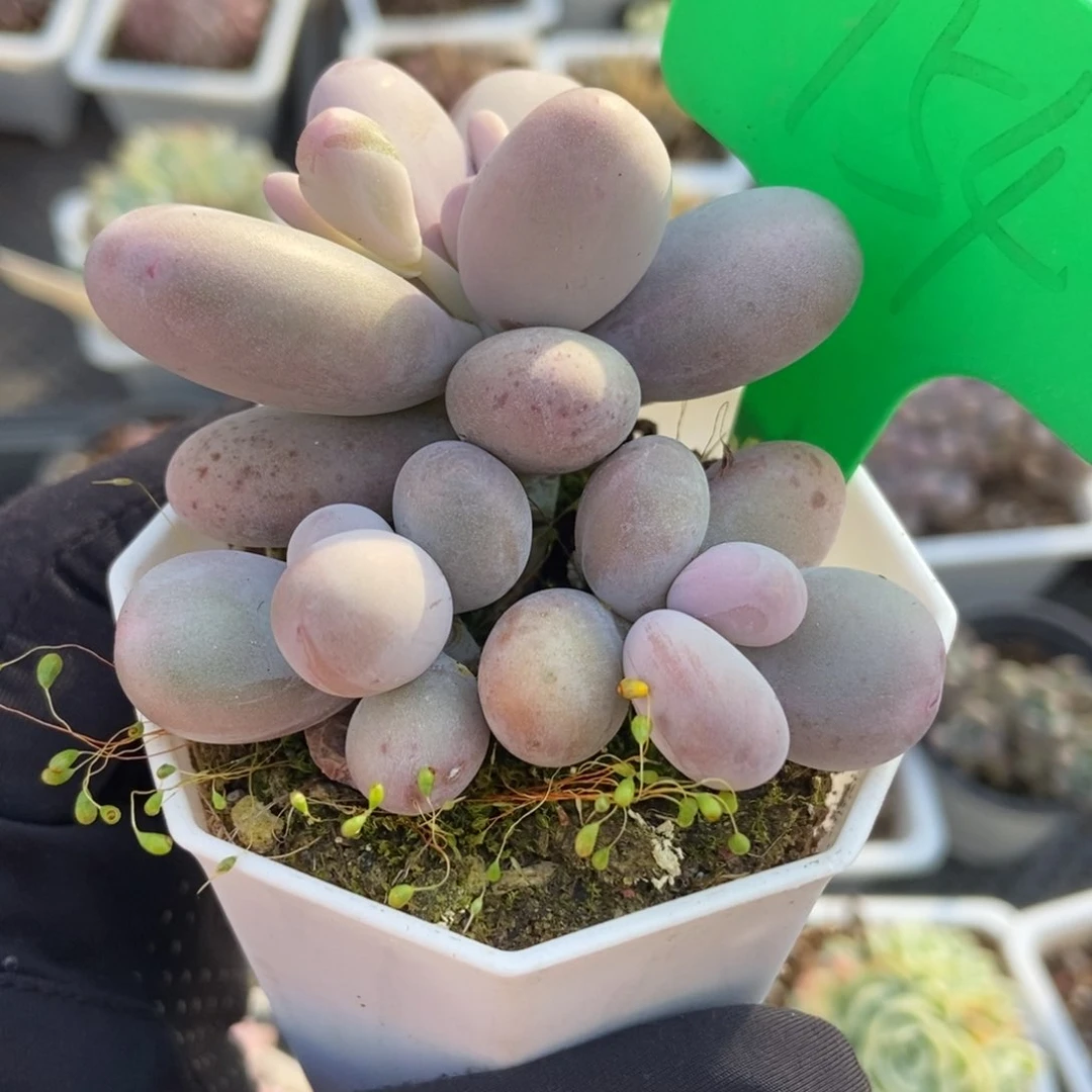 754彩虹奶多肉植物保护