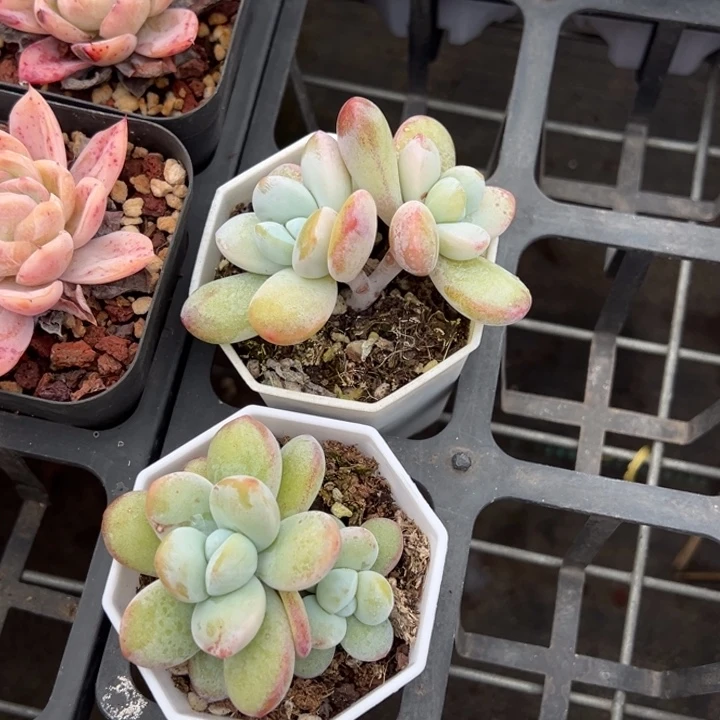 雪美人双头一颗量拍多肉满20包邮下午发货