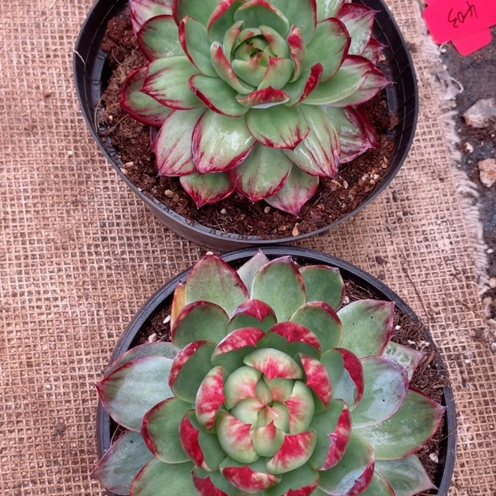 一***年惊鸿仙子多肉植物8006