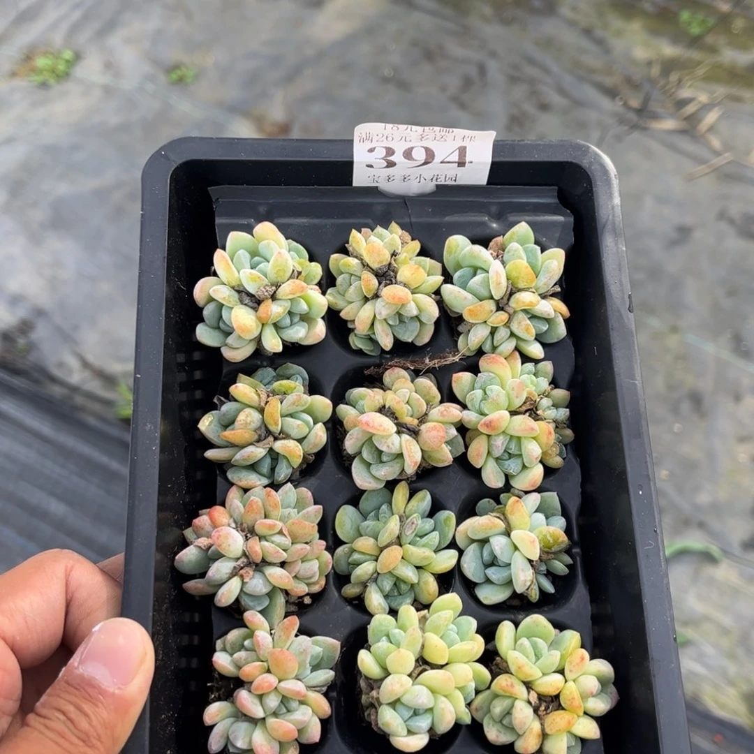 394号冰玉三头以上群（不包整散）到手一筐一物一拍