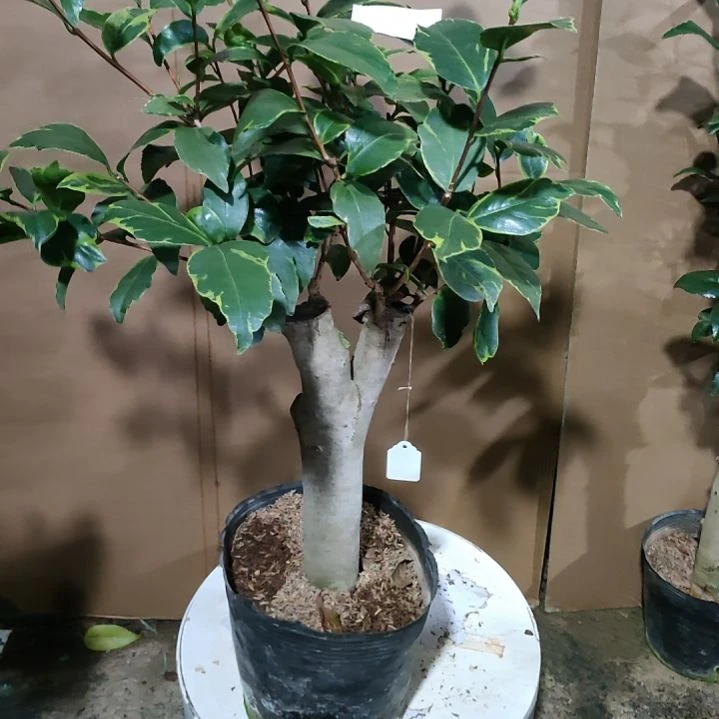 48金边云斑，原盆原土发货，不包邮