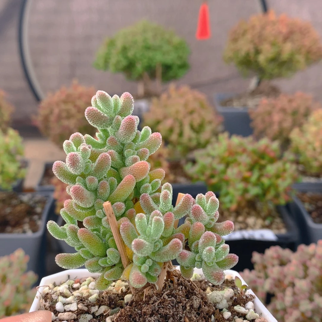 c419冰晶枝干番杏