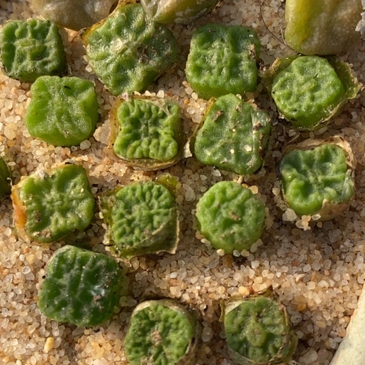 方烧一颗方烧一颗