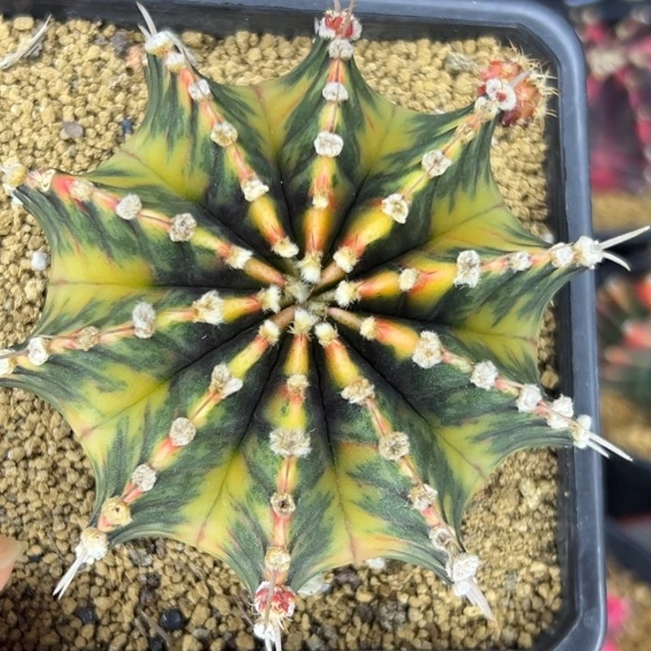 泰国米哈仙人球30